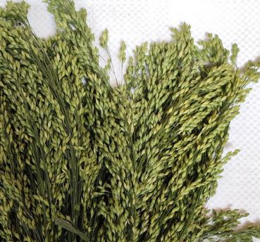 Grüne Rispenhirse halbreif 0,5 kg VORBESTELLUNG